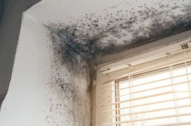 Affordable Mold Removal solutions in Foster, VA